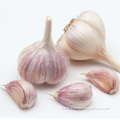 Organic Dried Garlic Bulk For Sale